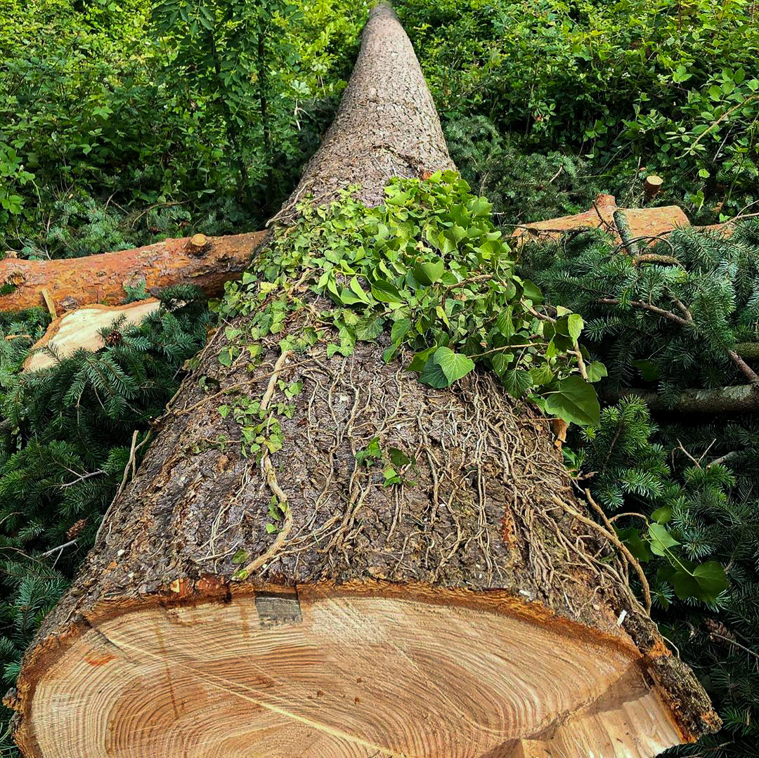 arbre abattu