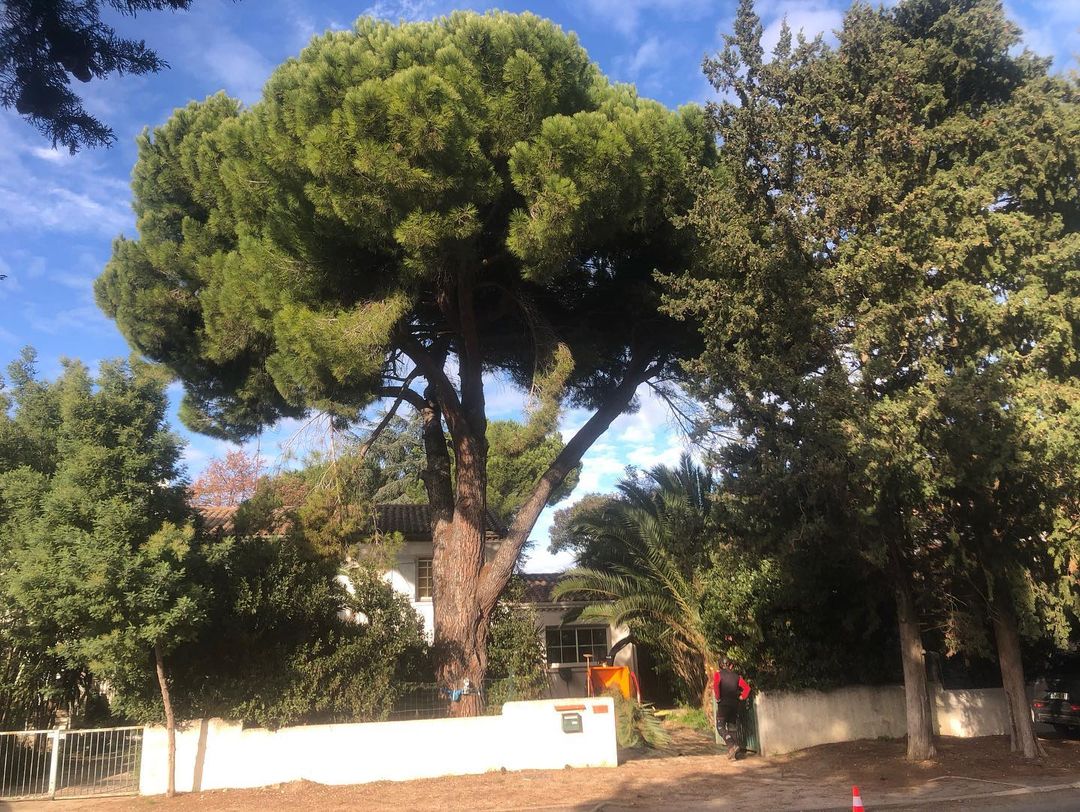 diagnostic d'un arbre