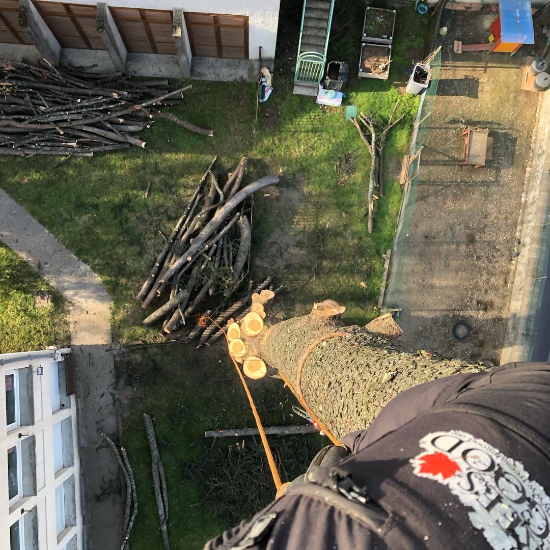 branches vues d'en haut lors d'un abattage