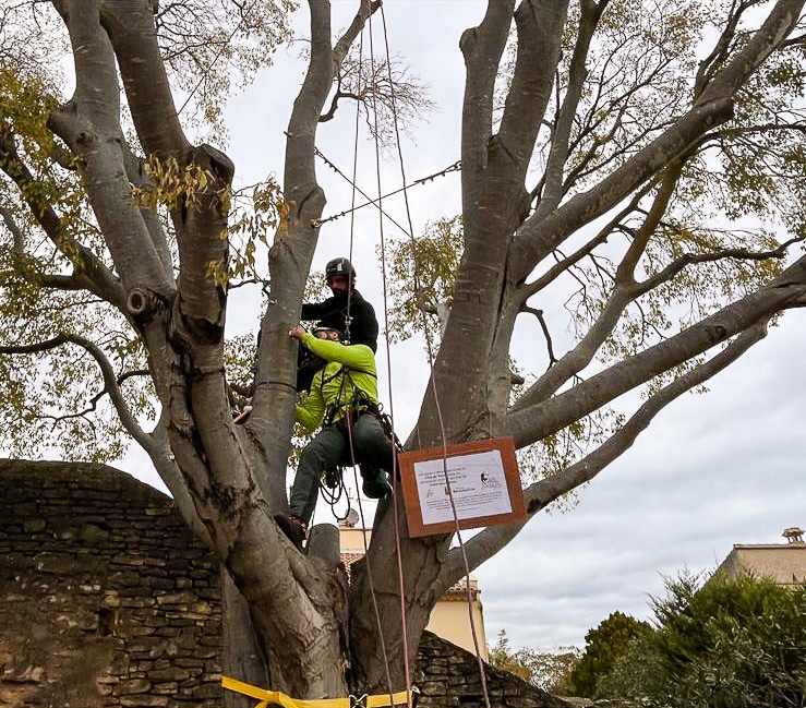 Haubanage d'un arbre par Le Félin des Arbres