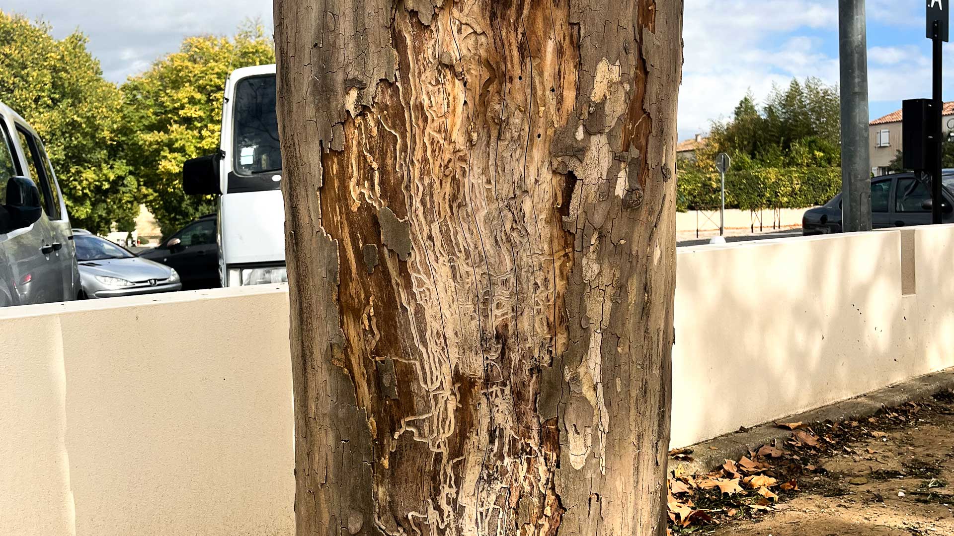 arbre infecté par le champignon chancre coloré