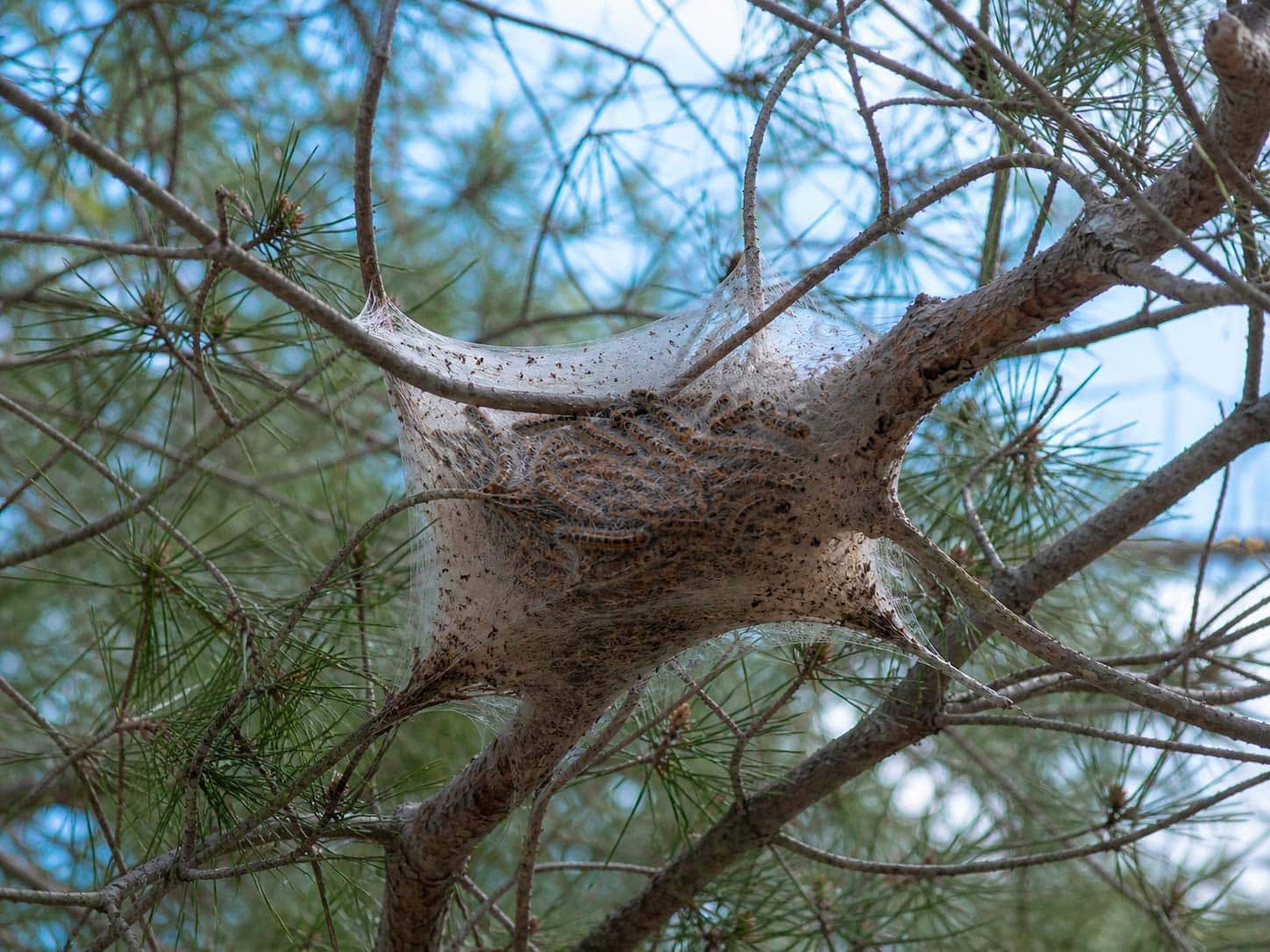 nid de chenilles processionnaires dans un arbre